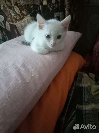 Котенок белый с серым хвостиком