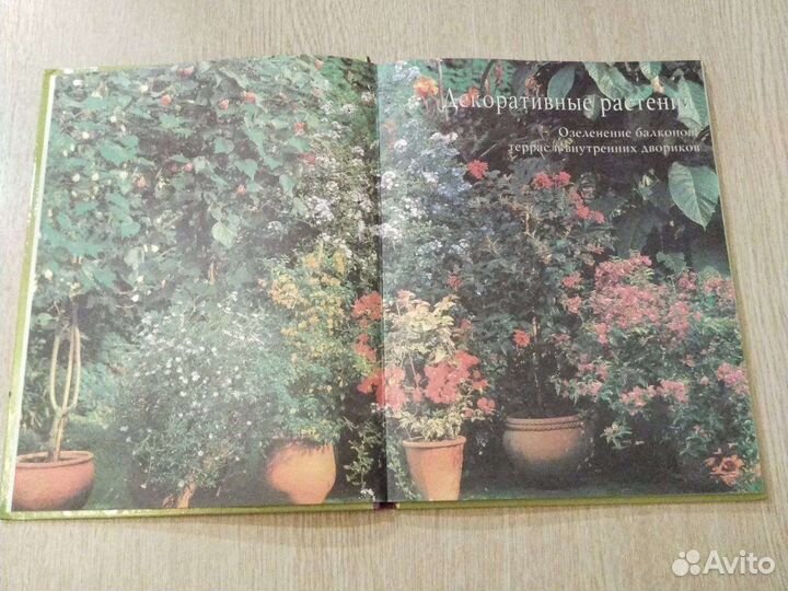 Декоративные растения