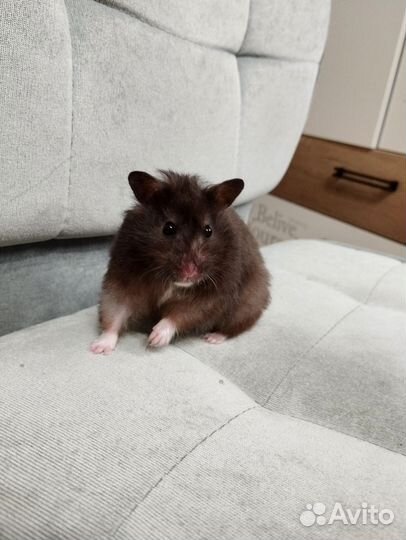 Сирийский хомяк