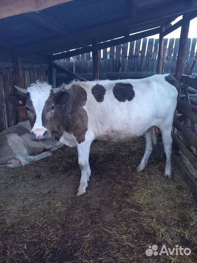 Продам коров