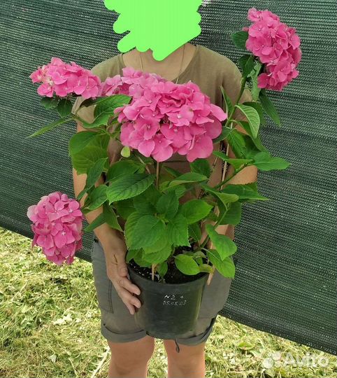 Гортензия крупнолистная