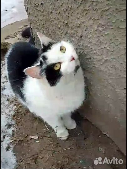 Кошки в добрые руки