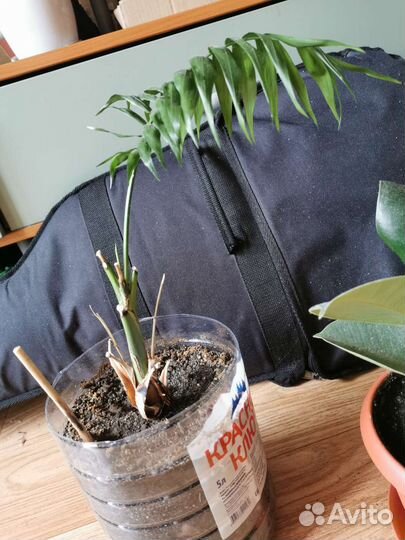 Комнатные цветы