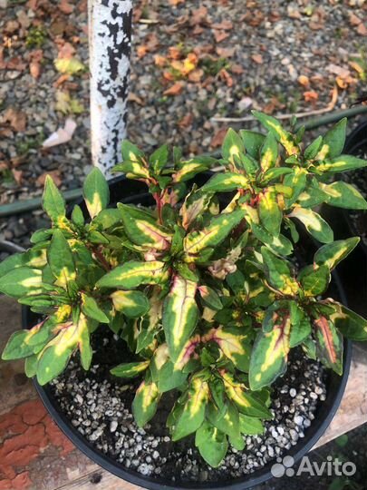 Колеусы сортовые