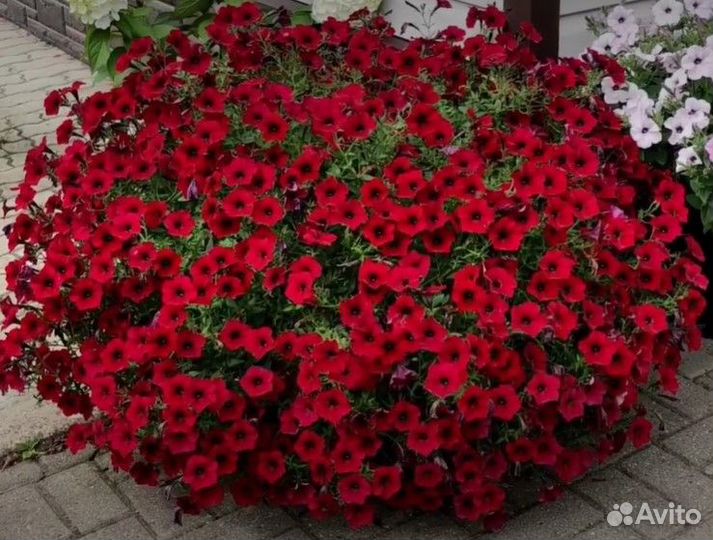 Петуния Тайдал