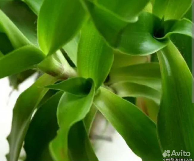 Каллизия душистая, легендарный золотой ус