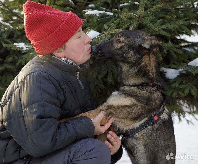 Собака в добрые руки отдам бесплатно