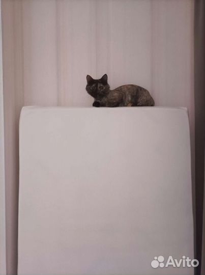 Кошка в дар