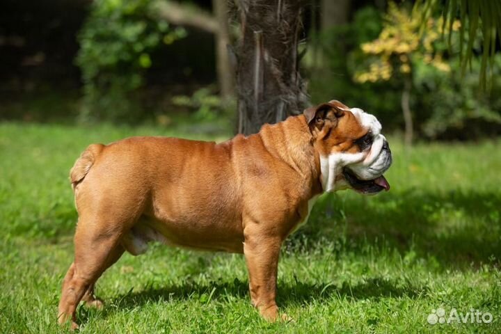 Кобель для вязки