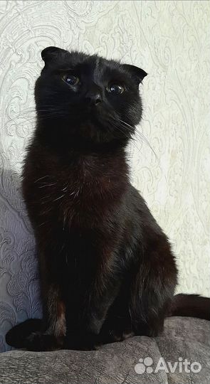 Фолды и страйты (вислоухие и прямоухие)