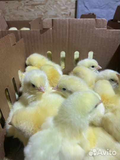 Цыплята бройлеры кобб 500/росс308