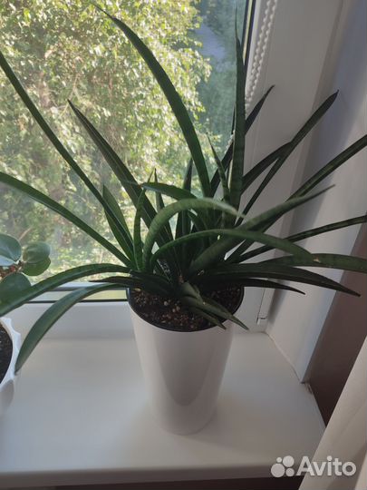 Сансивиерия кирки braun