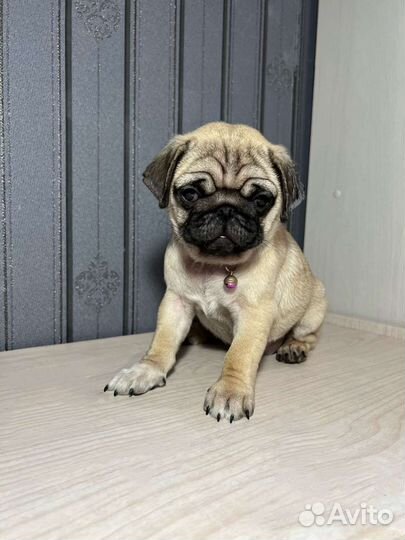 Щенки мопса