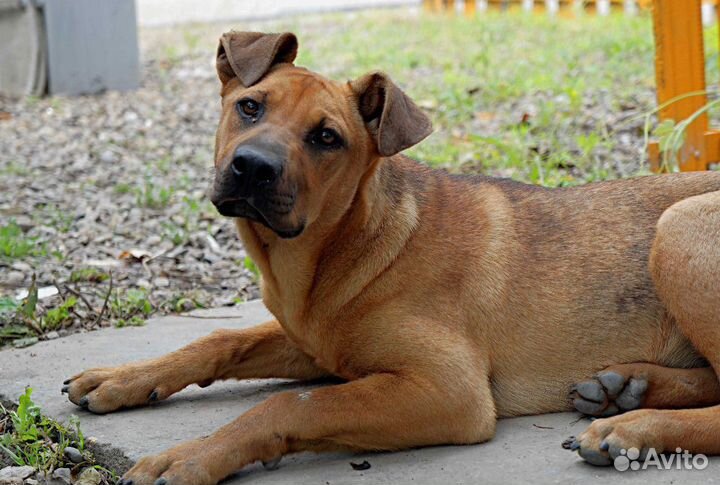 Собака в добрые руки