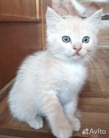 Котенок бесплатно