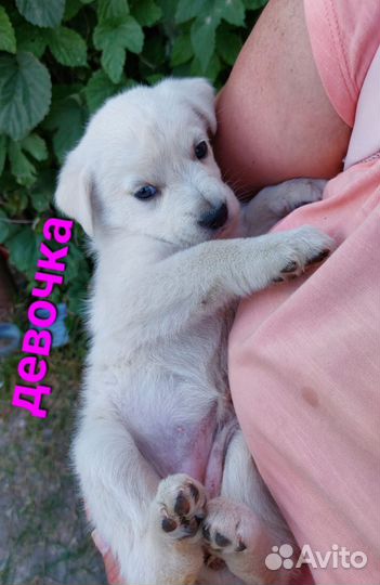 Щенки в добрые руки