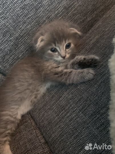 Вислоухие котята в добрые руки