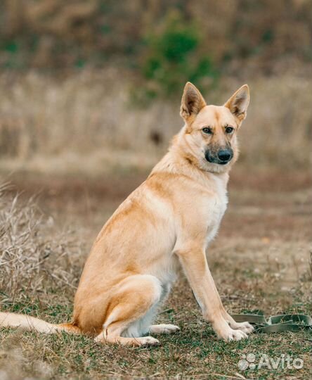Собака в добрые руки, Олёнка