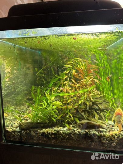 Аквариум