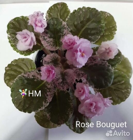 Сортовые фиалочки