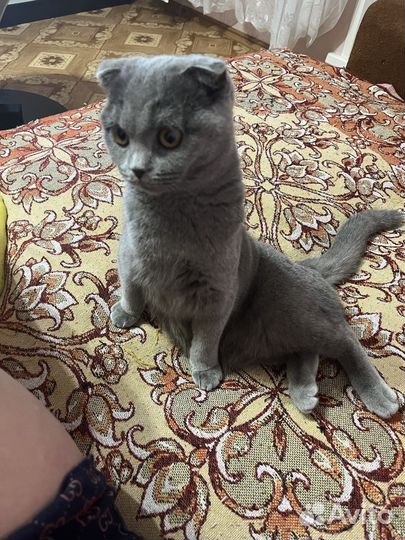 Британская вислоухая кошка