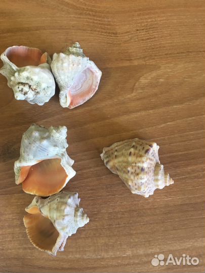 Ракушки