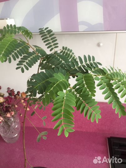 Тамаринд или индийский финик