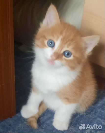 Котята