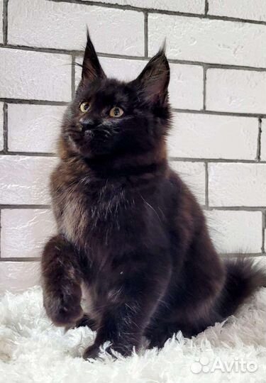 Котята мейн-кун тяжеловес