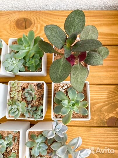 Набор суккулентов