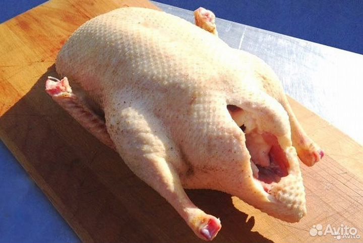 Гусь домашнее мясо