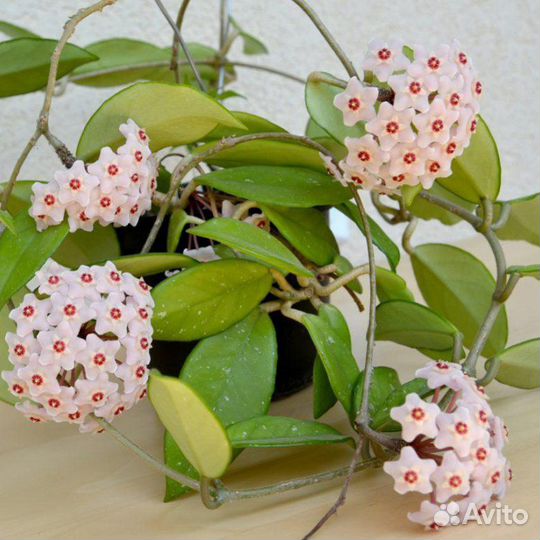 Хойя (Восковой плющ)