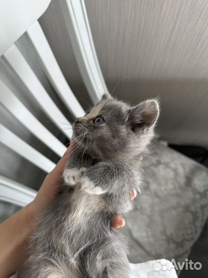 Четыре котика ищут дом