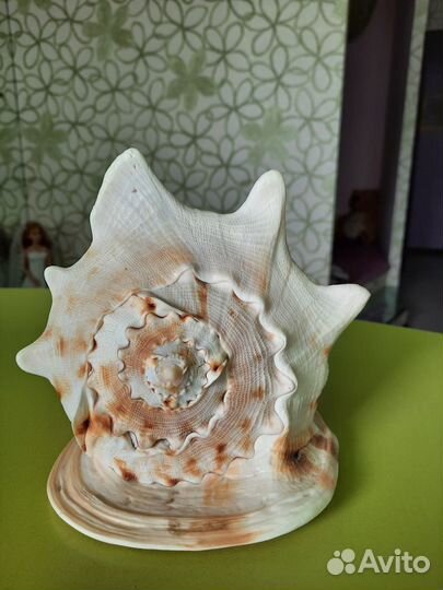 Сувенир ракушка