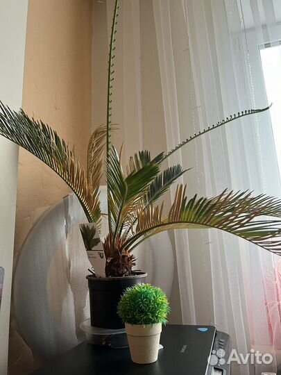 Пальма цикас