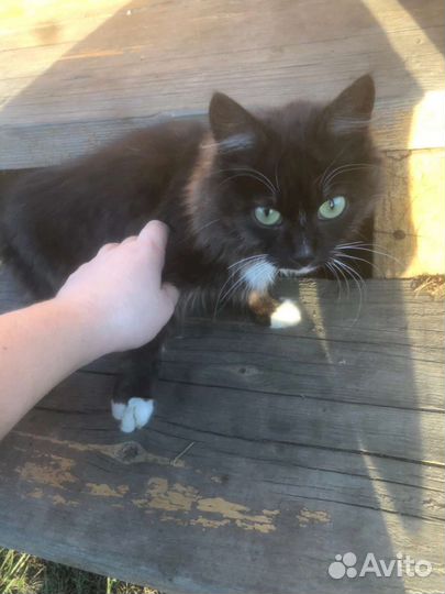 Кошки в добрые руки бесплатно