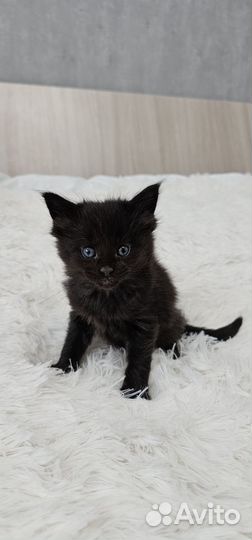 Котята мейн-кун