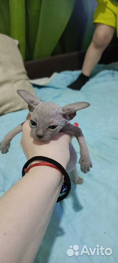 Котята донского сфинкса