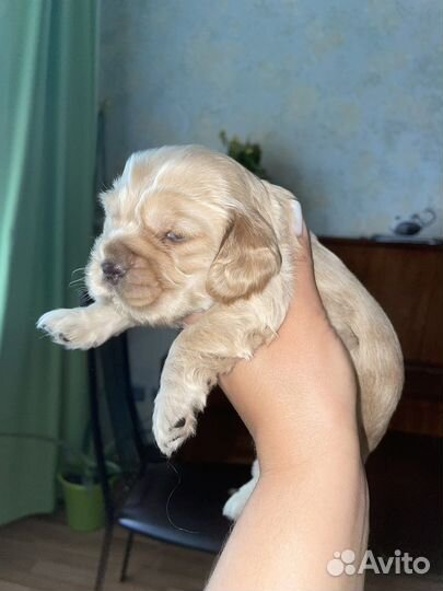 Английский Кокер спаниель