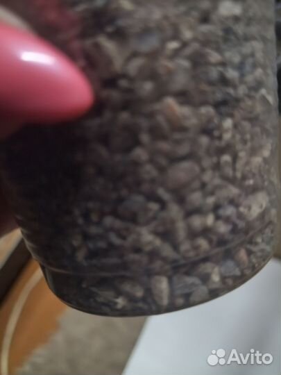 Сансевиерия Ханни Грин