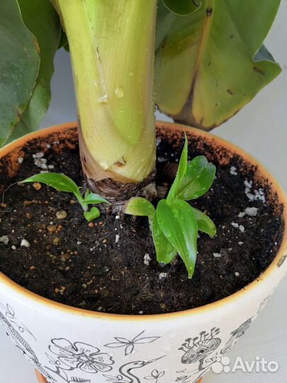 Банан, сансевиерия кирки braun