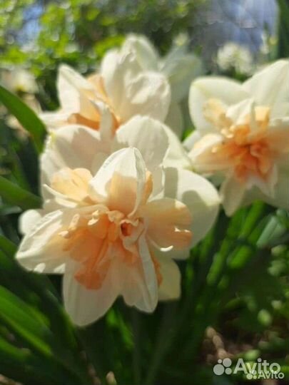 Луковицы нарциссов