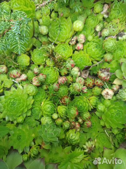 Молодило каменная роза