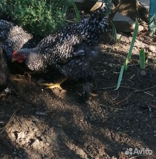 Молодые петушки брама