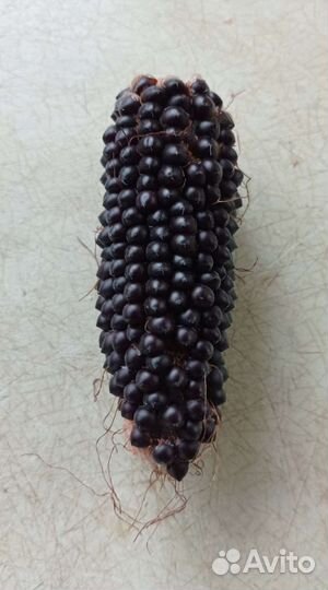 Кукуруза семена