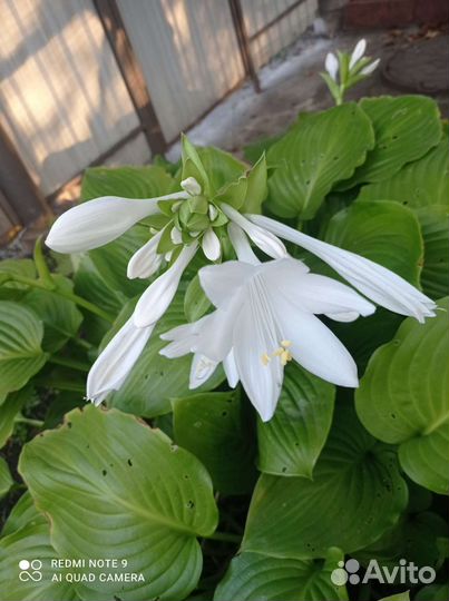 Хоста растение