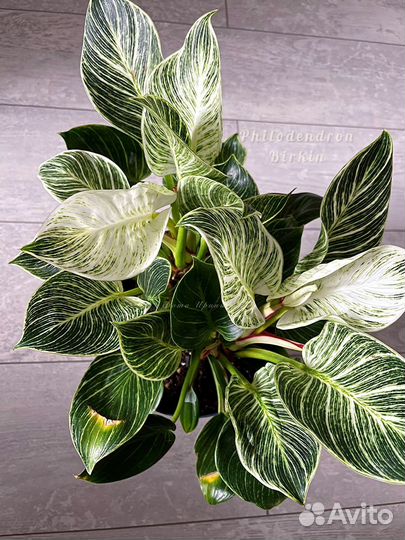 Филодендрон биркин