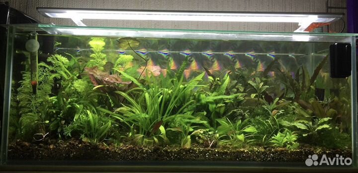 Аквариум