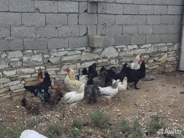 Куры несушки