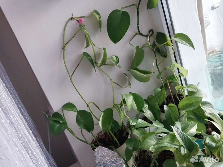 Вьющиеся комнатные растения